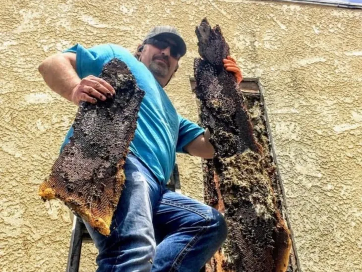 Palm Springs Bee Removal Company Leverages Drumroll